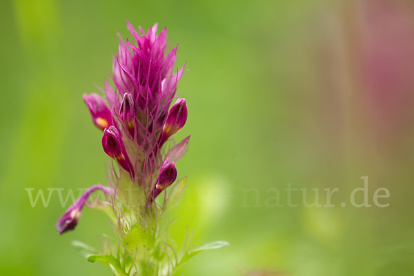 Acker-Wachtelweizen (Melampyrum arvense)