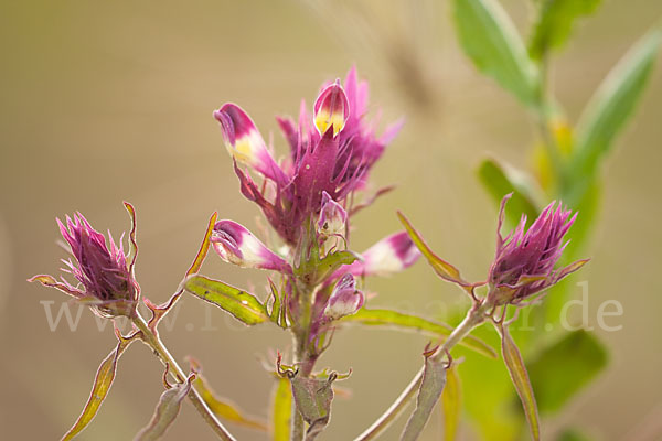 Acker-Wachtelweizen (Melampyrum arvense)