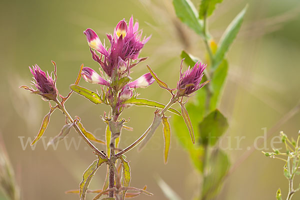 Acker-Wachtelweizen (Melampyrum arvense)