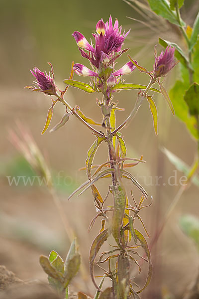 Acker-Wachtelweizen (Melampyrum arvense)