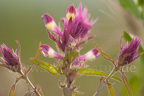 Acker-Wachtelweizen (Melampyrum arvense)