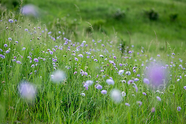 Acker-Witwenblume (Knautia arvensis)