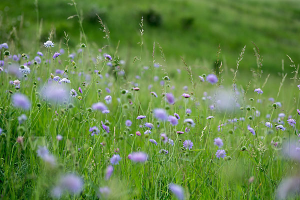 Acker-Witwenblume (Knautia arvensis)