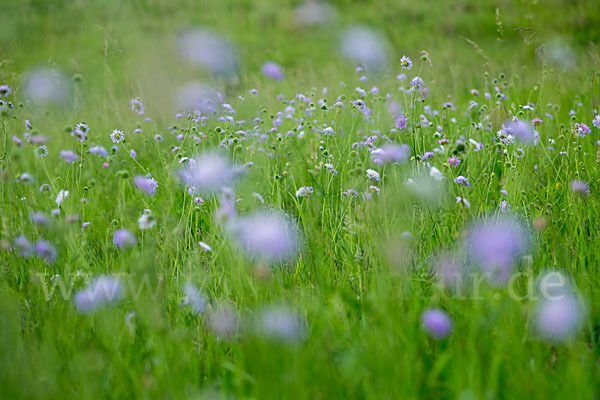 Acker-Witwenblume (Knautia arvensis)