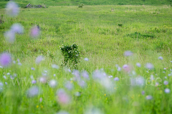 Acker-Witwenblume (Knautia arvensis)
