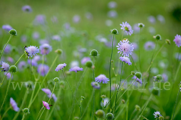 Acker-Witwenblume (Knautia arvensis)