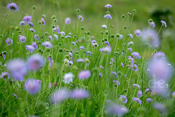 Acker-Witwenblume (Knautia arvensis)