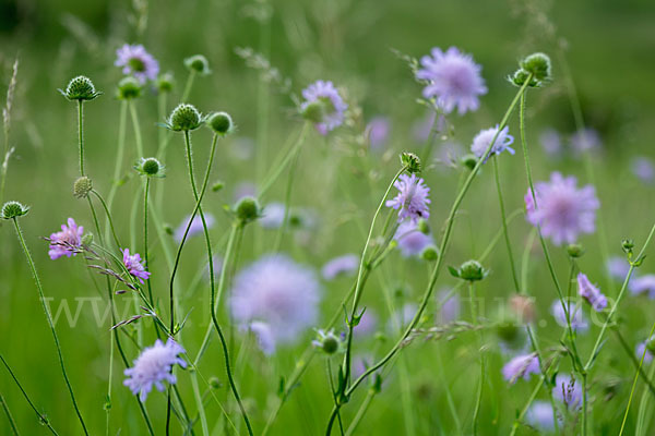 Acker-Witwenblume (Knautia arvensis)