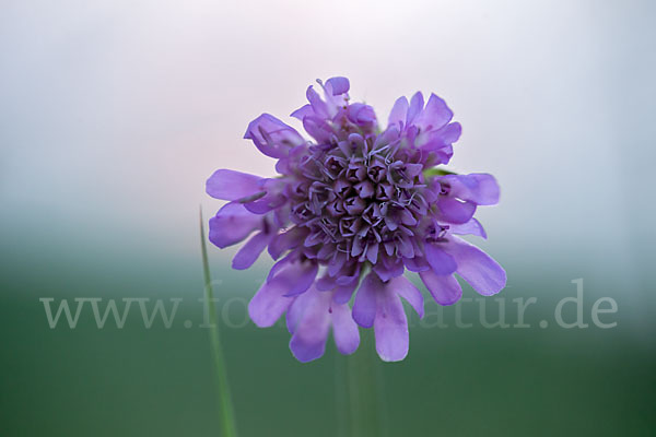 Acker-Witwenblume (Knautia arvensis)