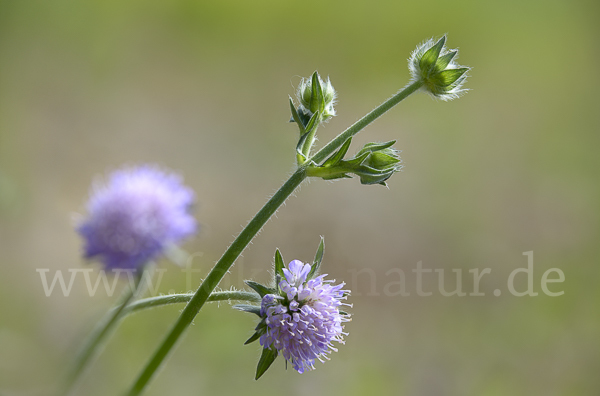 Acker-Witwenblume (Knautia arvensis)