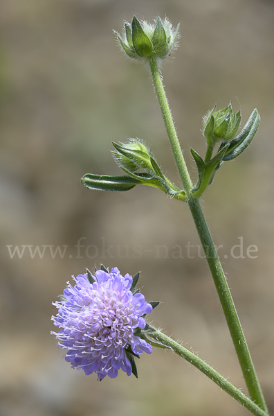 Acker-Witwenblume (Knautia arvensis)