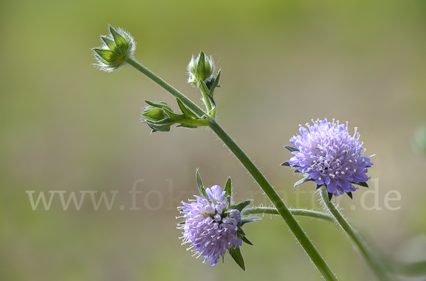 Acker-Witwenblume (Knautia arvensis)