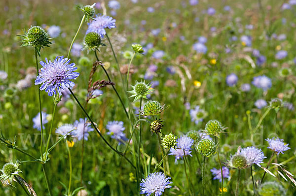 Acker-Witwenblume (Knautia arvensis)