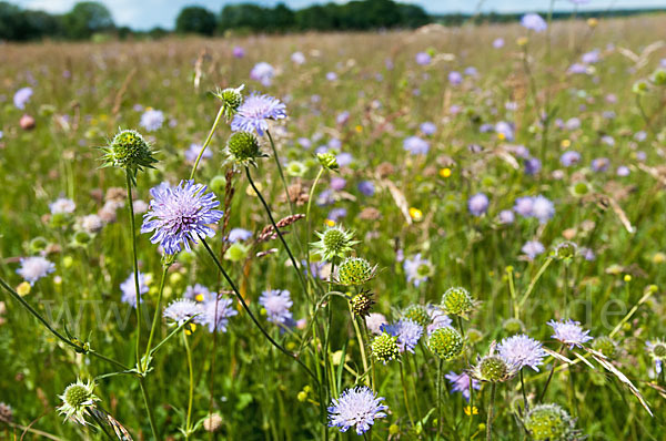 Acker-Witwenblume (Knautia arvensis)