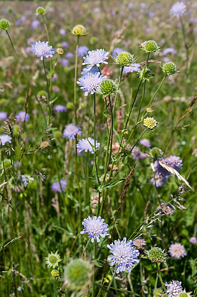 Acker-Witwenblume (Knautia arvensis)