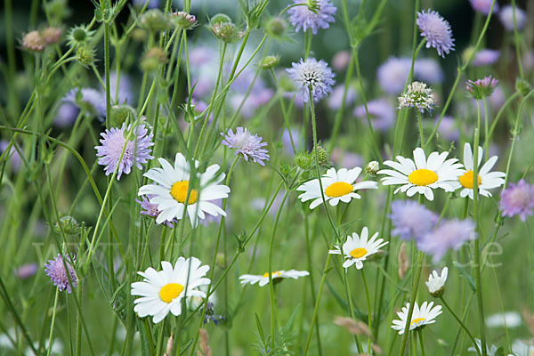 Acker-Witwenblume (Knautia arvensis)