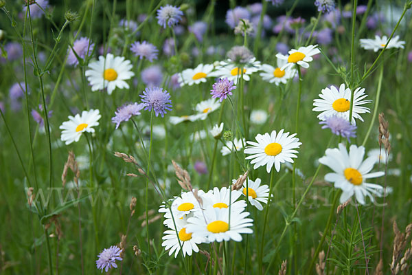 Acker-Witwenblume (Knautia arvensis)