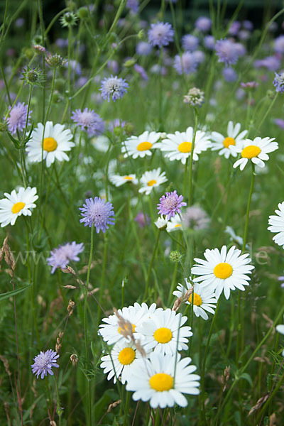 Acker-Witwenblume (Knautia arvensis)