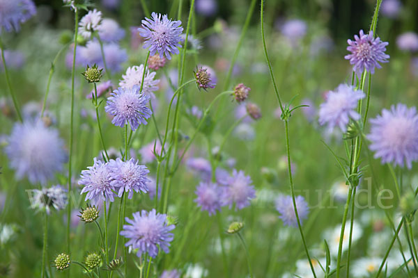 Acker-Witwenblume (Knautia arvensis)