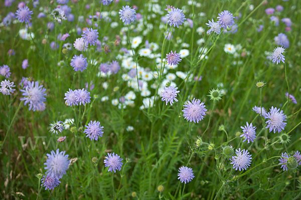 Acker-Witwenblume (Knautia arvensis)