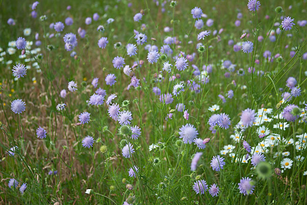 Acker-Witwenblume (Knautia arvensis)