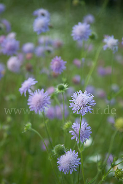 Acker-Witwenblume (Knautia arvensis)