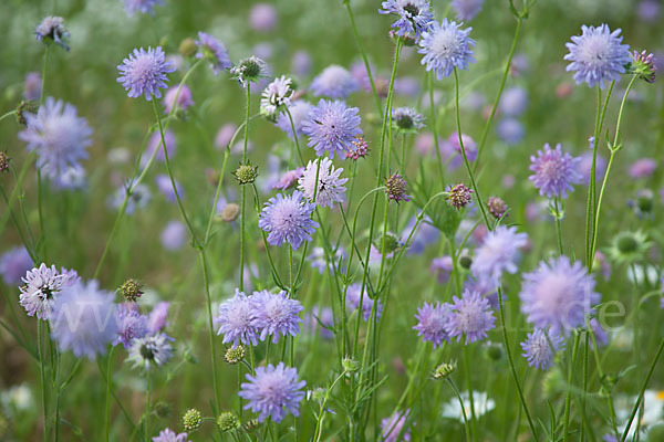 Acker-Witwenblume (Knautia arvensis)