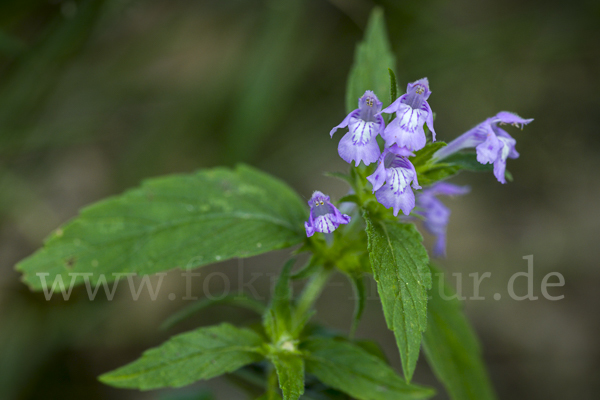 Ackerhohlzahn (Galeopsis ladanum)