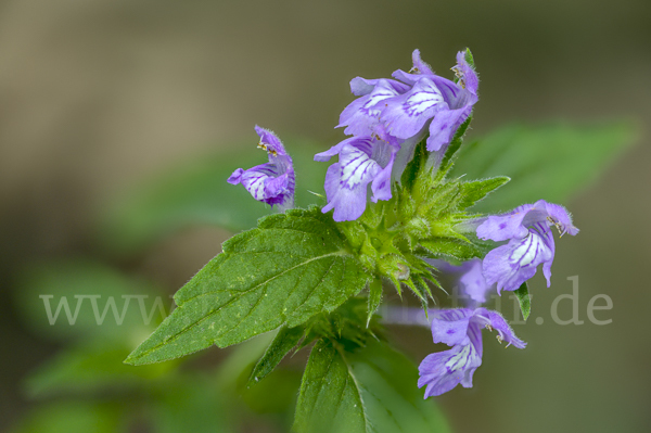 Ackerhohlzahn (Galeopsis ladanum)