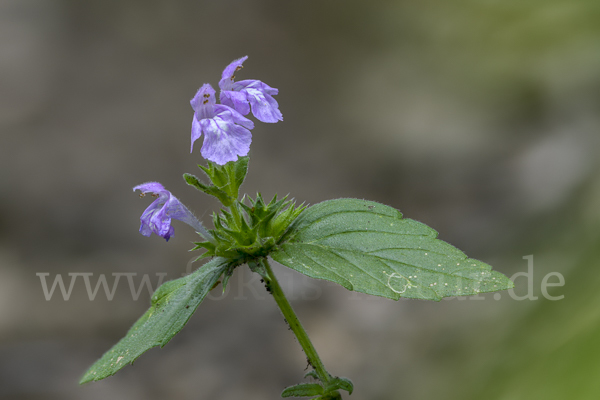 Ackerhohlzahn (Galeopsis ladanum)