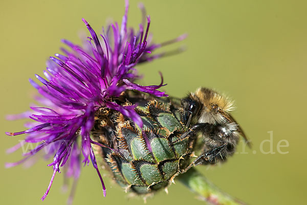 Ackerhummel (Bombus pascuorum)