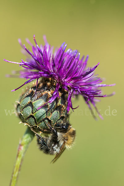 Ackerhummel (Bombus pascuorum)