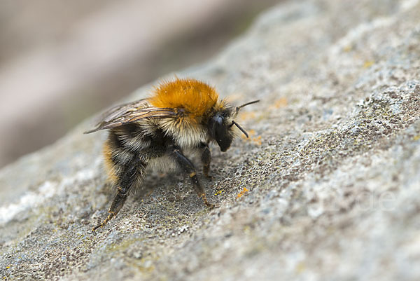 Ackerhummel (Bombus pascuorum)