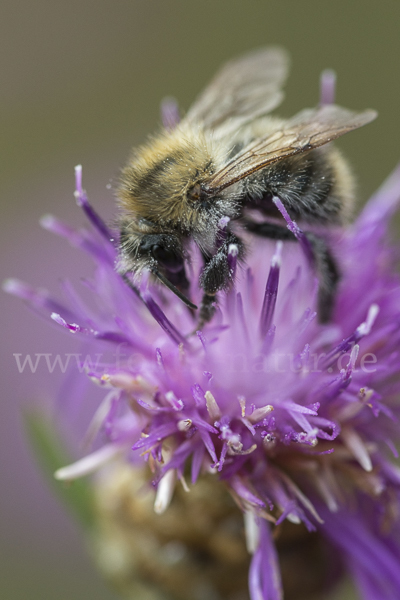 Ackerhummel (Bombus pascuorum)