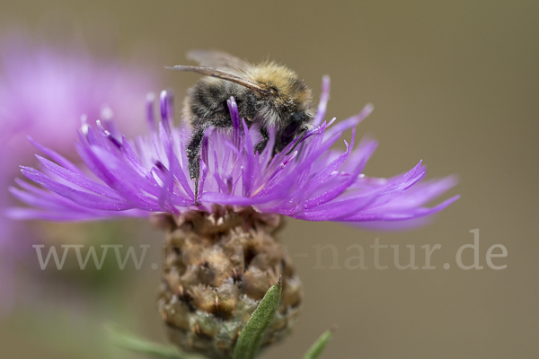 Ackerhummel (Bombus pascuorum)