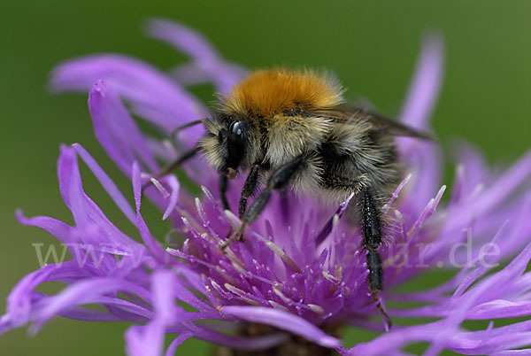 Ackerhummel (Bombus pascuorum)