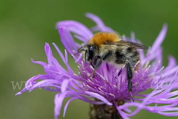 Ackerhummel (Bombus pascuorum)