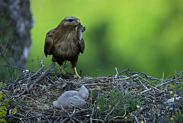 Adlerbussard (Buteo rufinus)