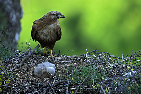 Adlerbussard (Buteo rufinus)