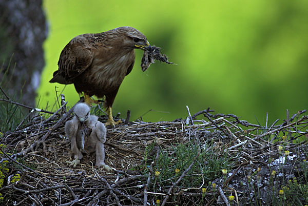 Adlerbussard (Buteo rufinus)