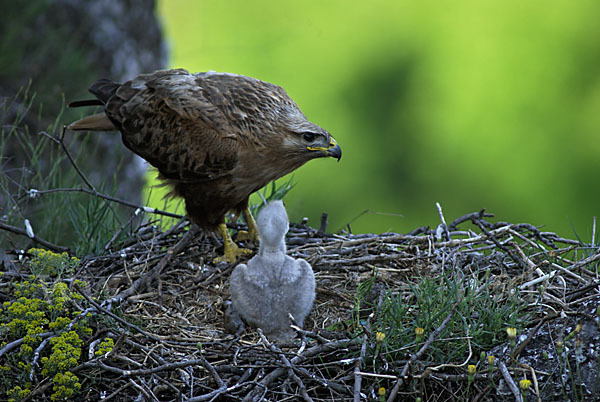 Adlerbussard (Buteo rufinus)