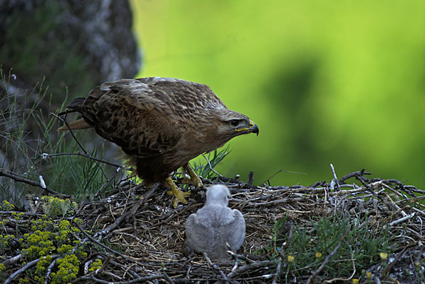 Adlerbussard (Buteo rufinus)