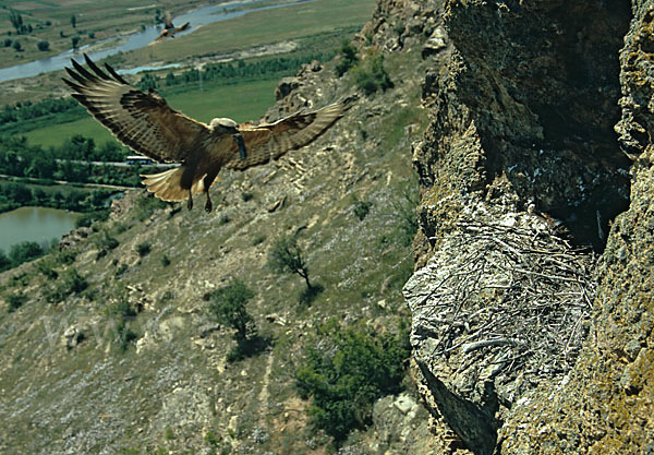 Adlerbussard (Buteo rufinus)