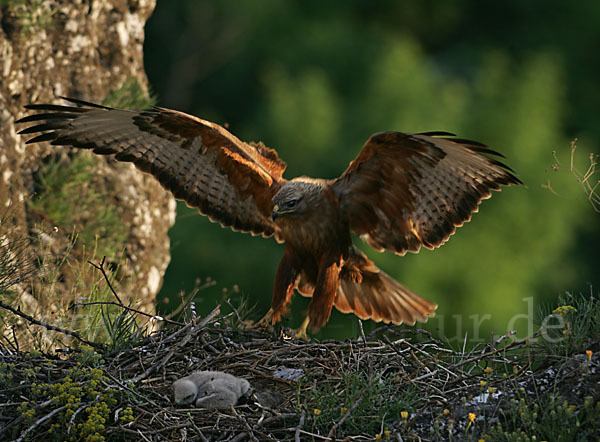 Adlerbussard (Buteo rufinus)