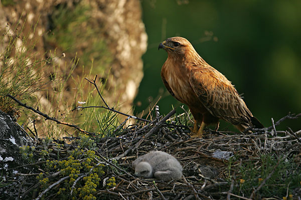 Adlerbussard (Buteo rufinus)