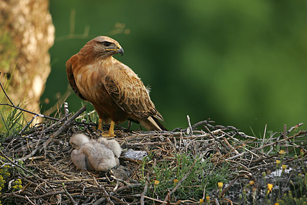 Adlerbussard (Buteo rufinus)