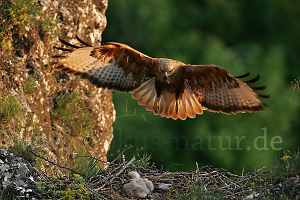 Adlerbussard (Buteo rufinus)