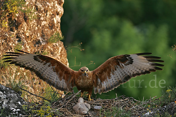 Adlerbussard (Buteo rufinus)