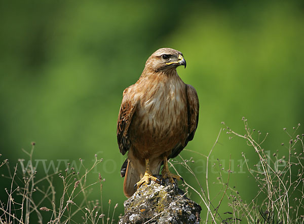 Adlerbussard (Buteo rufinus)