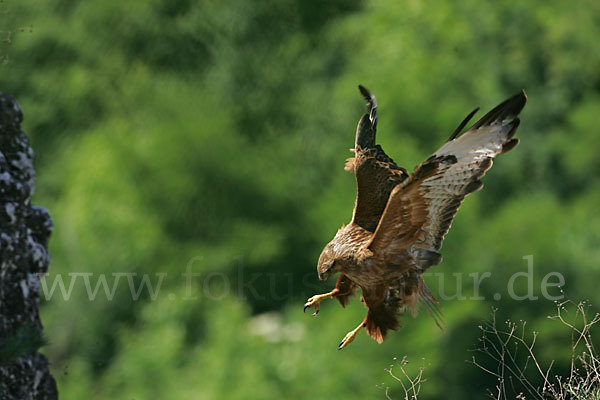 Adlerbussard (Buteo rufinus)